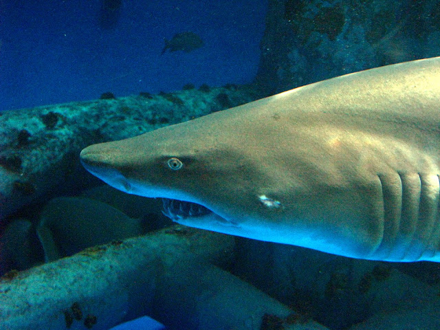 shark