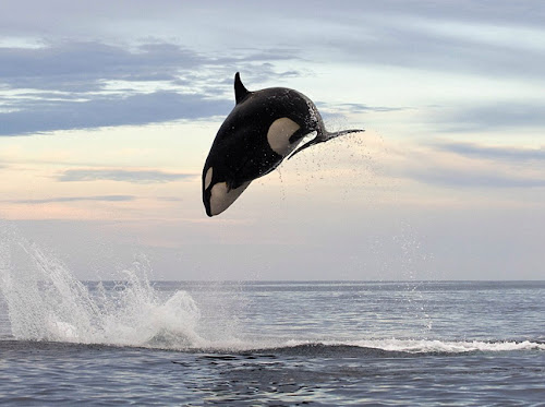 Φωτογραφίες με φάλαινα που καταβροχθίζει δελφίνι Photo%252520Jul%25252025%25252C%2525202013%25252C%2525209%25253A52