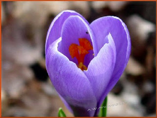 _lavender crocus bites fly