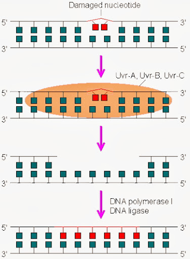 DNA修復機轉(DNA repair mechanism)