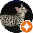 Grey Leopard Kitten