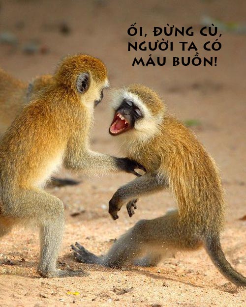 Ảnh chế họ hàng nhà khỉ thật bá đạo Ảnh chế buồn cười về Khỉ