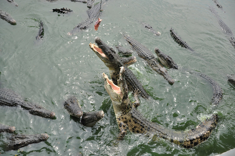 Крокодилы в Парке Миллионолетних камней в Паттайе