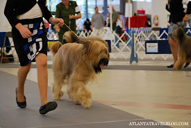 Atlanta Dog Show