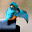 BlueBird's user avatar