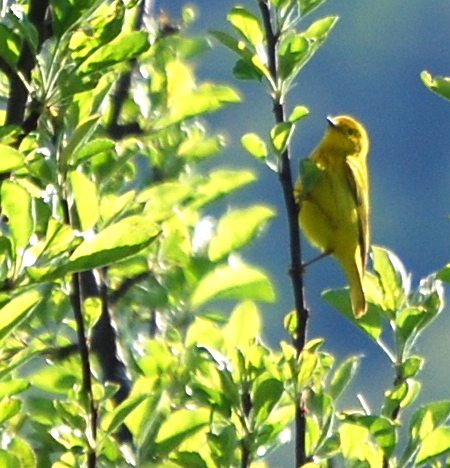 Flower Hill Farm: Birds in Review Part XXI 'A Bird Parade' Yellow Warbler