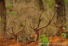 The proud antlers of spotted deer