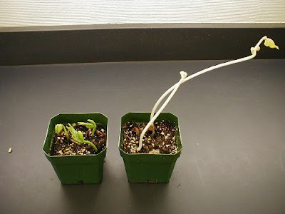 Pada proses perkecambahan terjadi pertumbuhan dan perkembangan bagian tumbuhan yaitu