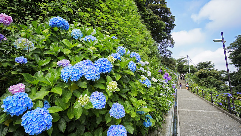 鎌倉 成就院 あじさい 写真3