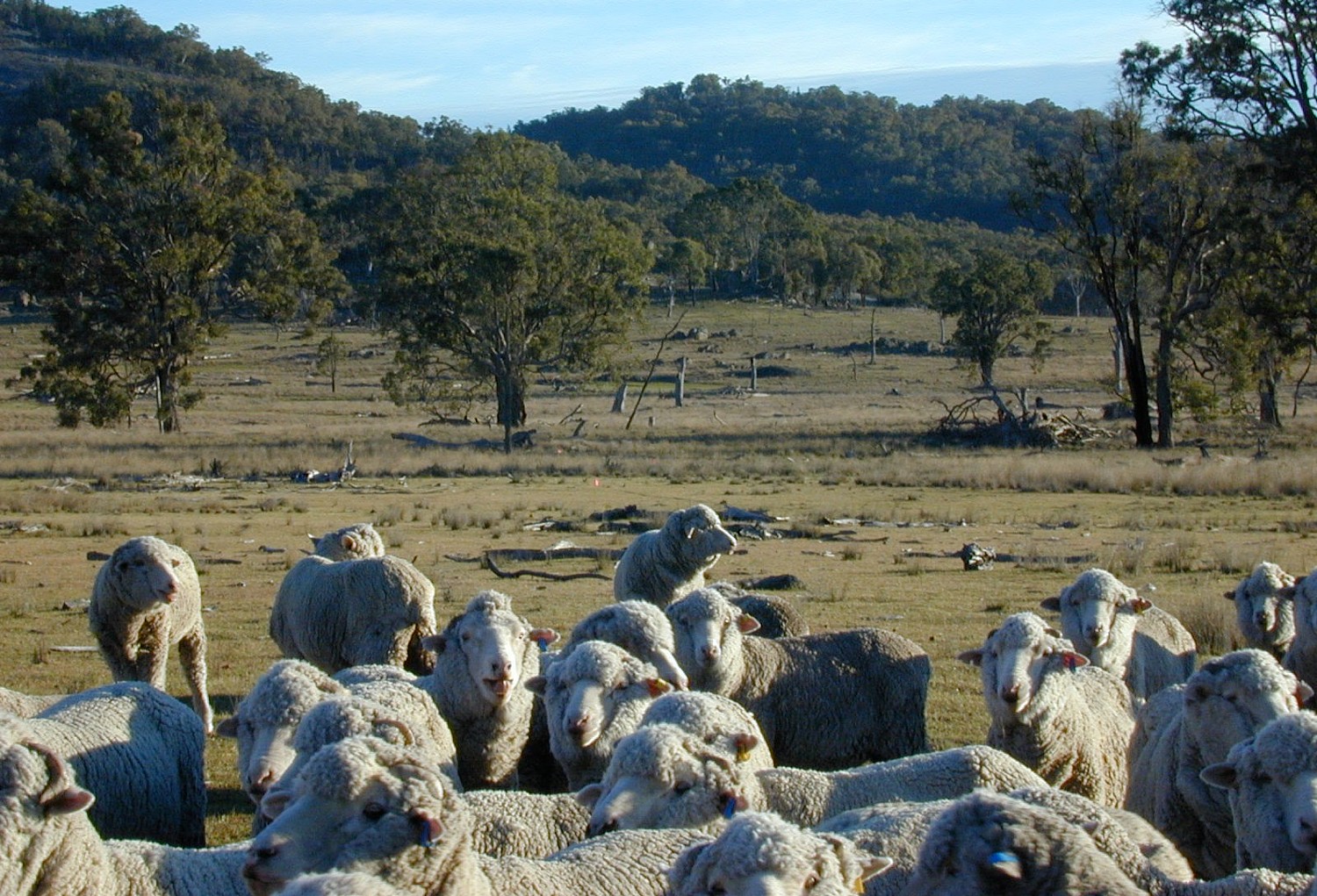 a flock of merino sheep on a grazing property in NSW—resting the land is an audacious agriculture ideas