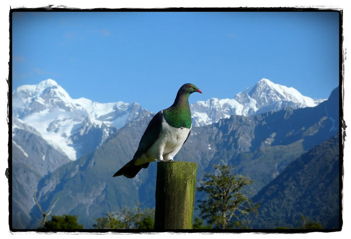 De Wanaka a Franz Josef: West Coast - Te Wai Pounamu, verde y azul (Nueva Zelanda isla Sur) (12)