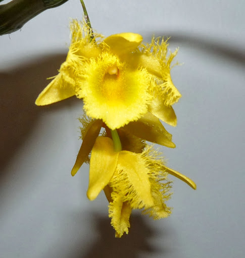 Dendrobium harveyanum P1370572