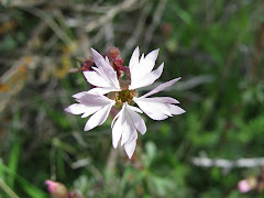 Lithophragma parviflora (Prairie Star Flower)