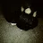 DaHypeCat 64