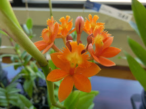 園芸種の蘭 ラン 蘭 ローラー台朝練習３０分 フィットネス Lsd練習 水曜日 負荷 ６ ビバ つぶやき日記 Masamicchiのブログ 青い風 切って走れ あの島へ