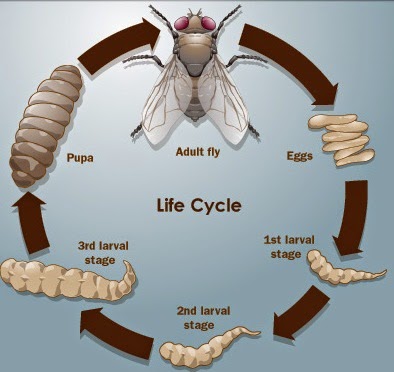 Vòng đời của ruồi