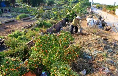 Quất héo xếp thành từng đống là hình ảnh dễ thấy khi đến Tứ Liên những ngày này. Từ gần 2 tháng nay, người dân làng Tứ Liên như ngồi trên đống lửa, khi Tết âm lịch cận kề nhưng hàng nghìn gốc quất thế cổ thụ chết hàng loạt không rõ nguyên nhân.