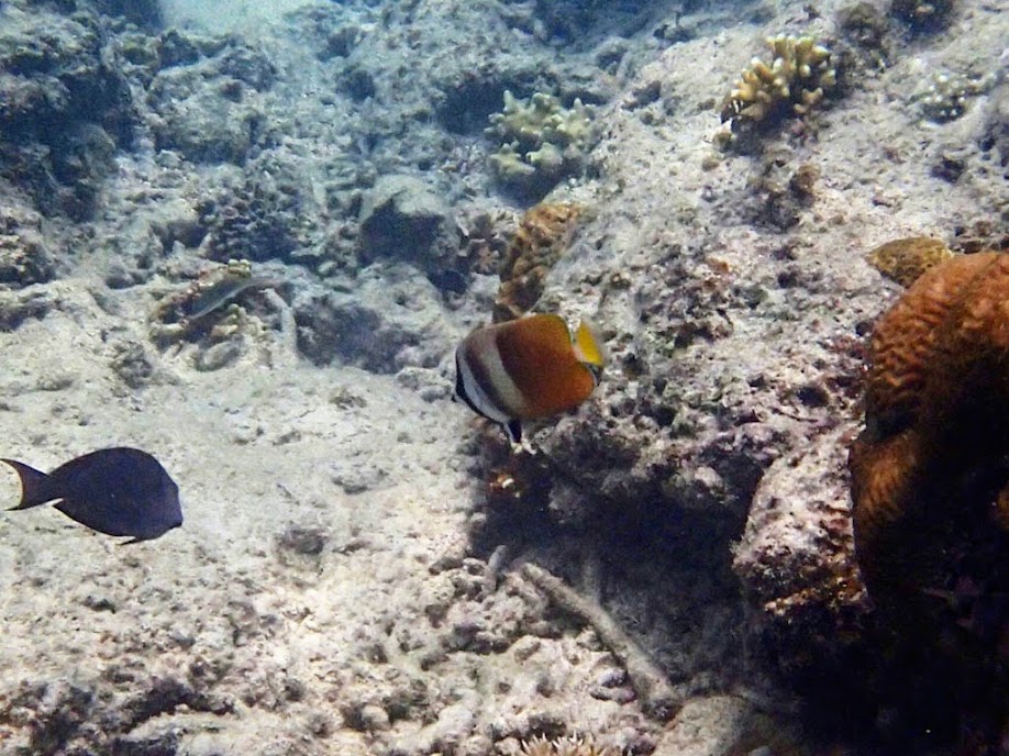 Chaetodon kleinii (Blacklip Butterflyfish), Entatula Island Beach Club reef, Palawan, Philippines.