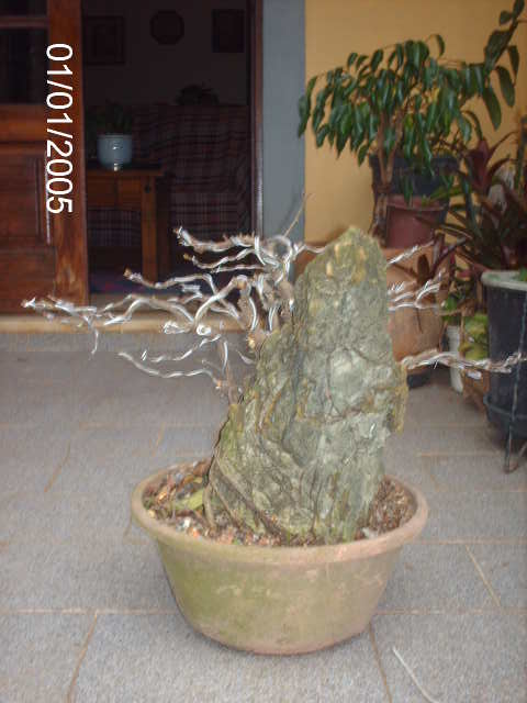 Ficus Microcarpa Começando... PICT1013