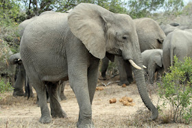 Wildlife Photos of Elephant (Mala Mala, South Africa)