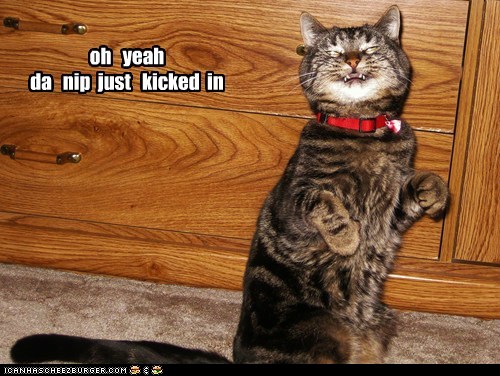 photo of a cat drunk on cat nip