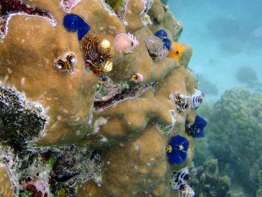 Christmas Tree Worm Rock, Naigani Island, Fiji.