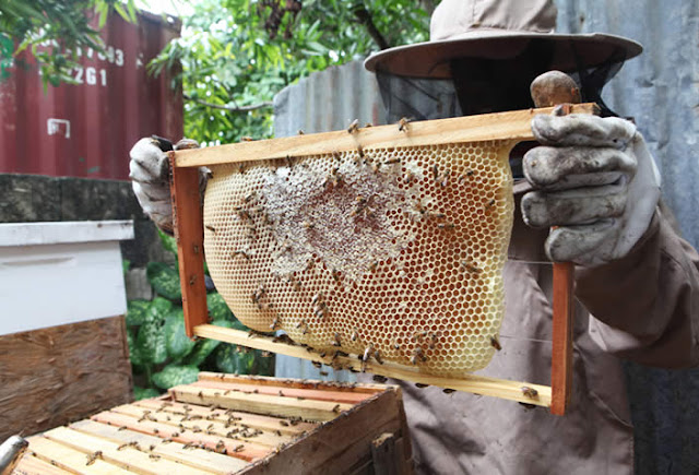 Mật ong Highlandbee là mật ong 100% tự nhiên nguyên chất nuôi trong rừng tự nhiên