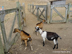 Goats at Slide Ranch