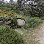 Diverse scenery on the Summit Walk (96208)