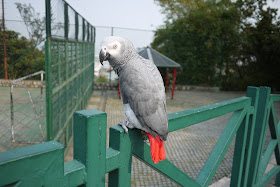 parrot at Guia Hill in Macau