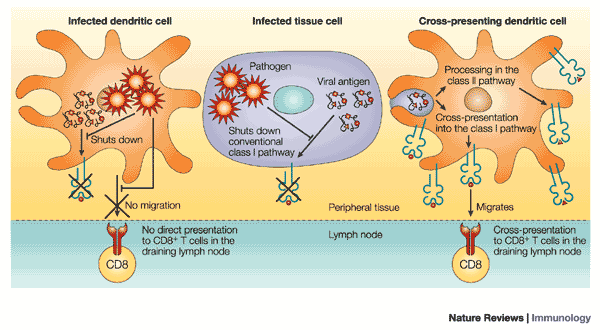Прайминг это. Паттерны иммунология. Dendritic antigen-presenting Cells. Antigen presentation. Прайминг это иммунология.