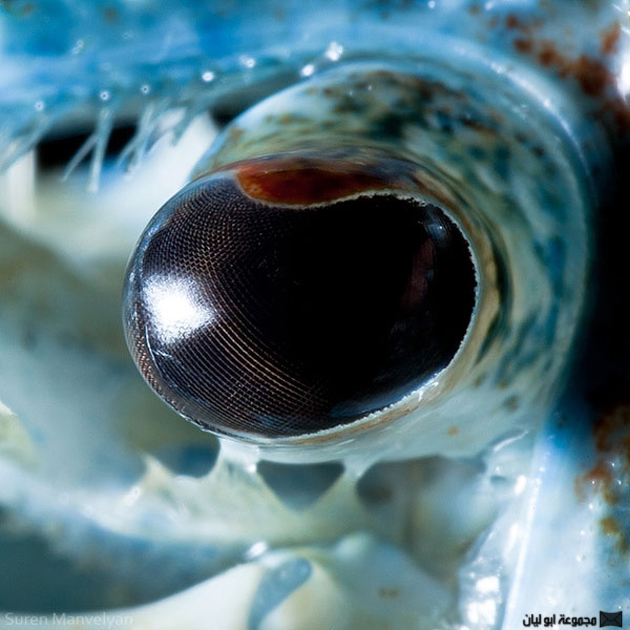 كشف خبايا العيون بالتصوير الماكرو Blue-crayfish