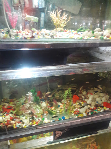 Mata Tara Color Fish Centre, 17/1/1, Narasingha Dutta Rd, Kadamtala, Bantra, Howrah, Kolkata, West Bengal 711101, India, Aquarium, state WB