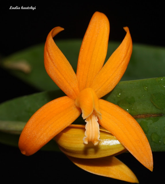 Cattleya neokautskyi IMG_7852b%2520%2528Large%2529