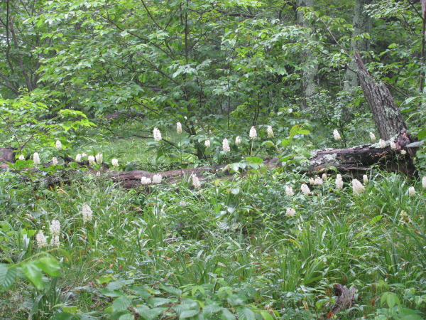 those white flowers around a felled tree