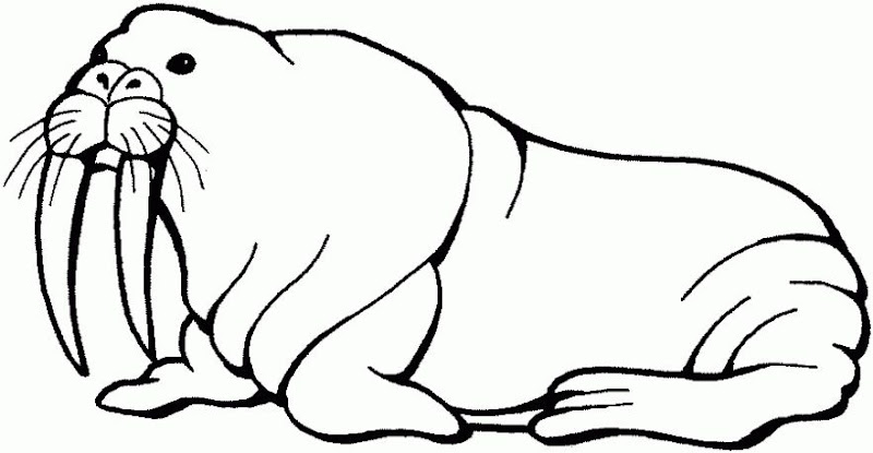 Walrus coloring pages