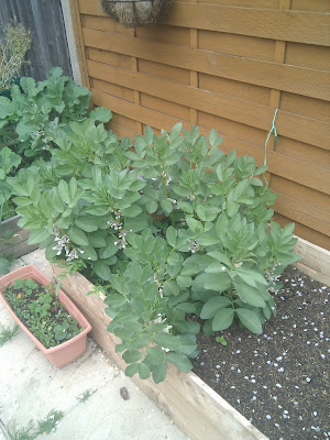 Broad beans taking up half of a raised bed, in front of a fence