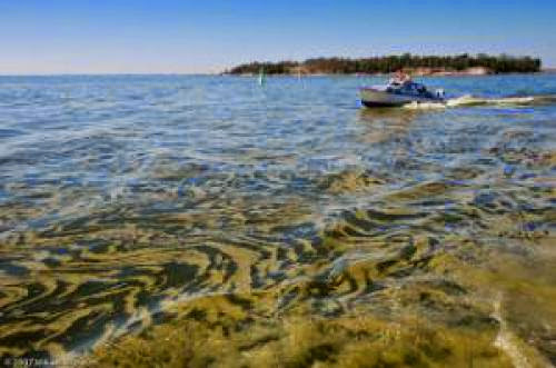 Biofuel A Possible Solution To Massive Algae Takeover