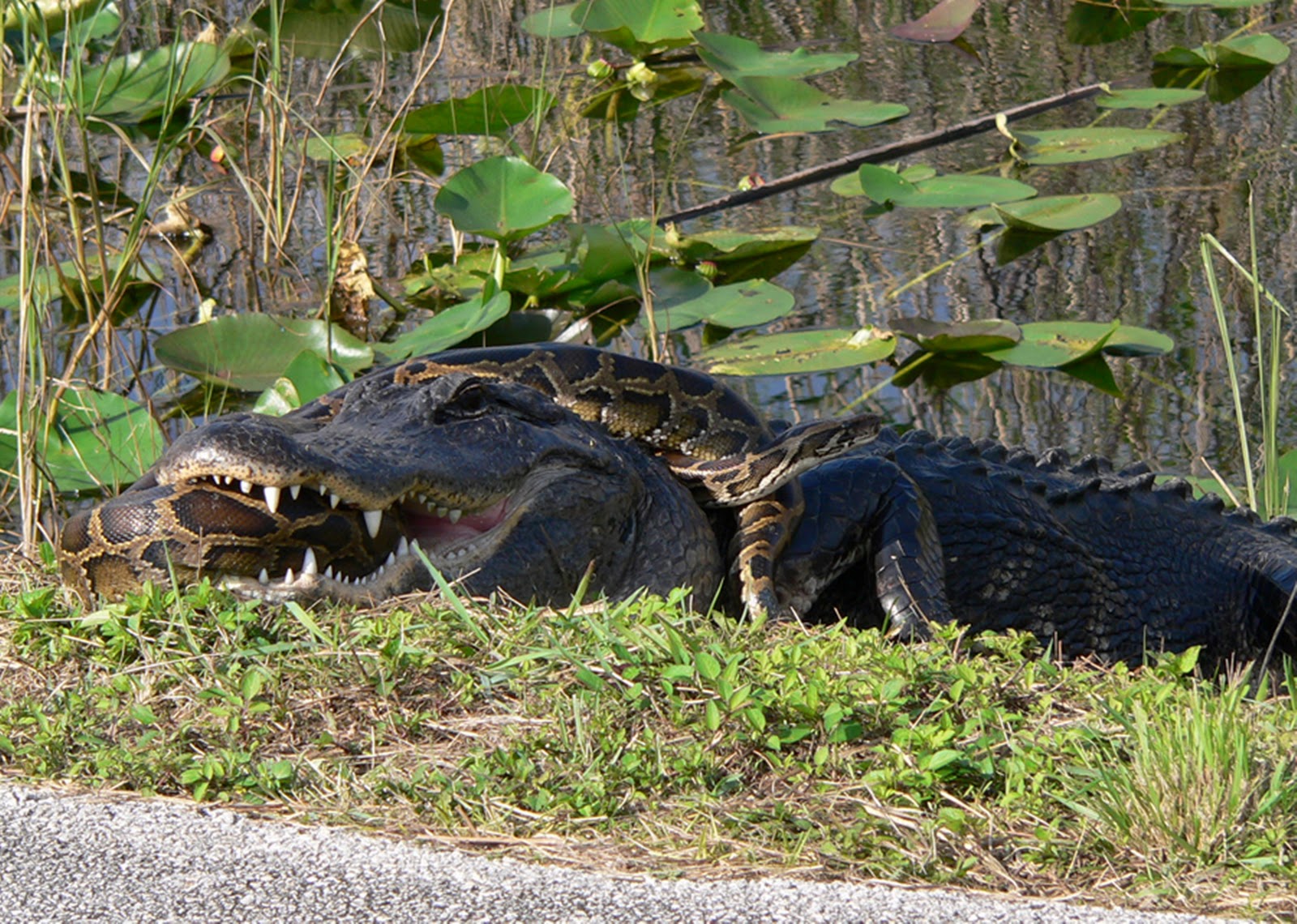 Крокодилы едят змей. Крокодил Аллигатор Кайман гавиал. Анаконда: Нильский крокодил. Оринокский крокодил против анаконды.