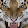 Undisputed king Undisputed king's profile photo
