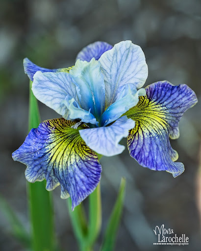 Iris sibirica Echo The Wind Iris-sibirica-echo-the-wind-140607-164rm