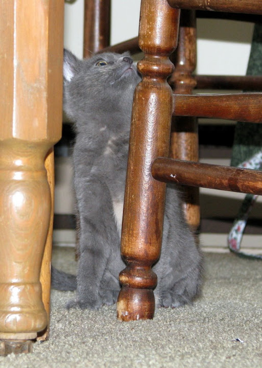 IMAGE: https://lh4.googleusercontent.com/-LAA8JMiTFfE/SMP3oCiYVbI/AAAAAAAAe_k/SIEGZxbfudk/s720/IMG_1028.JPG