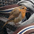 Ben Sherlock avatar image