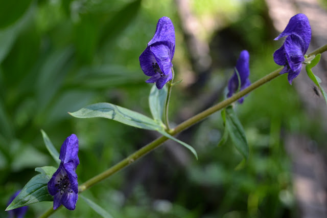 purple hoods spaced along a stem