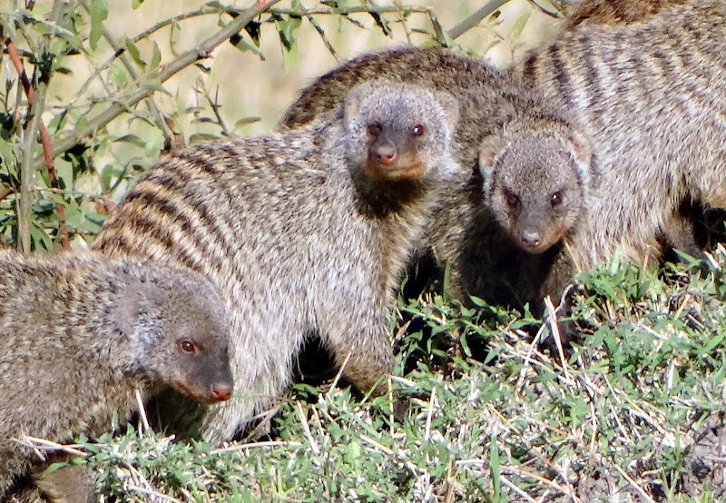Заметки о животных. Путешествие по Кении и Танзании.