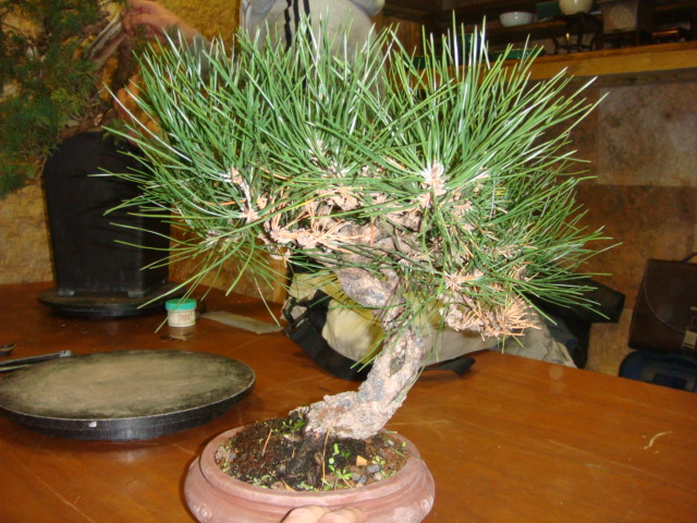 Pinus thunbergii DSC00648