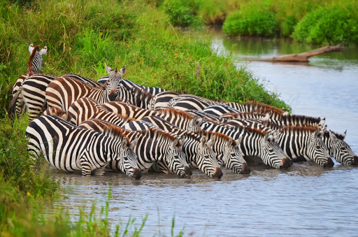 野生動物保護区