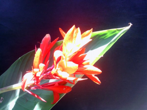 Presidential Canna Lily