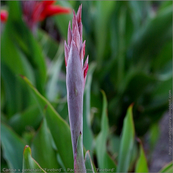 Canna x generalis 'Firebird' flower bud - Paciorecznik 'Firebird' pąk kwiatowy