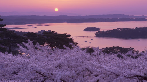 Cherry Blossoms, Matsushima, Miyagi, Japan.jpg